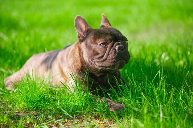 Foto il cane della razza bulldog francese si trova sull'erba verde un animale domestico un animale