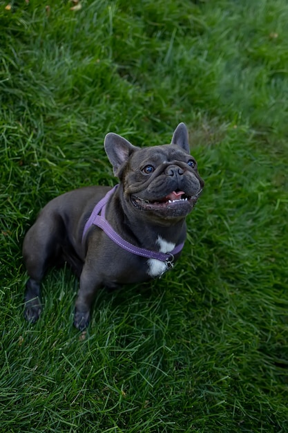 Dog french bulldog who sits on the lawn in the park raised his muzzle to the top and opened his mouth he is waiting for the owner to give him food