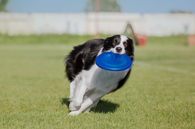 Dog frisbee Dog catching flying disk in jump pet playing outdoors in a park Sporting event achie