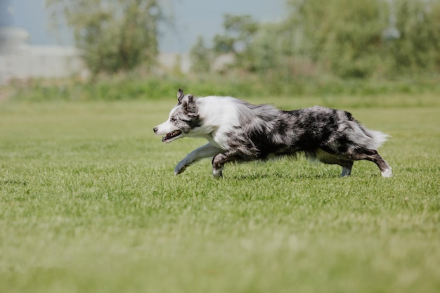 犬のフリスビー公園で野外で遊ぶジャンプペットでフライングディスクを捕まえるスポーツイベントアチー