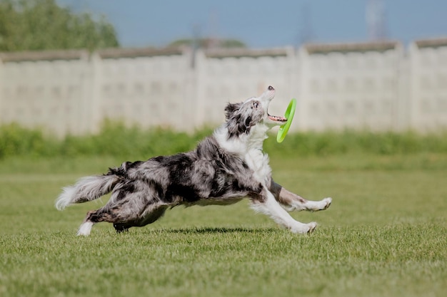 Dog frisbee Dog catching flying disk in jump pet playing outdoors in a park Sporting event achie