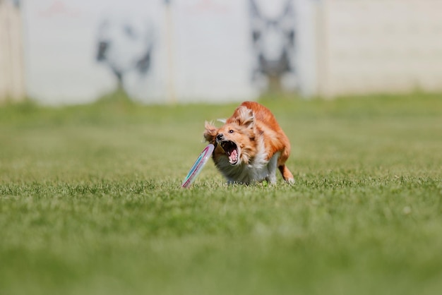 Dog frisbee Dog catching flying disk in jump pet playing outdoors in a park Sporting event achie