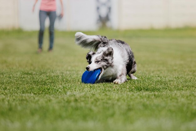 Dog frisbee Dog catching flying disk in jump pet playing outdoors in a park Sporting event achie