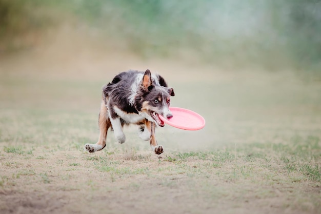 Dog frisbee Dog catching flying disk in jump pet playing outdoors in a park Sporting event achie