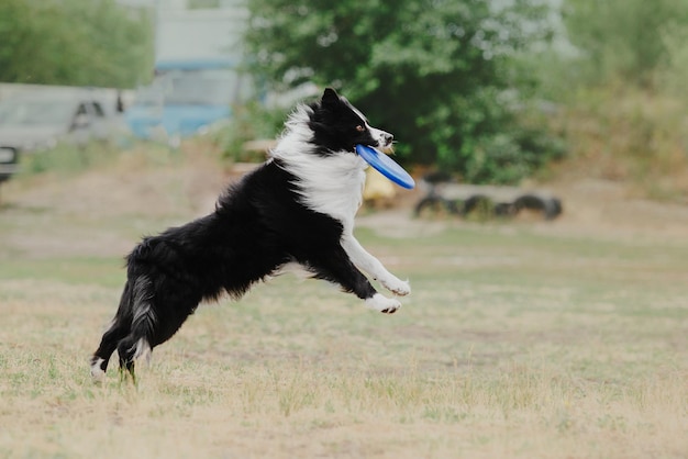 Dog frisbee Dog catching flying disk in jump pet playing outdoors in a park Sporting event achie