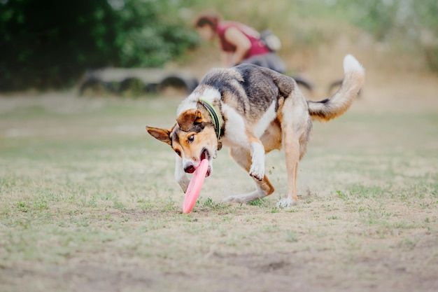 犬のフリスビー公園で野外で遊ぶジャンプペットでフライングディスクを捕まえるスポーツイベントアチー