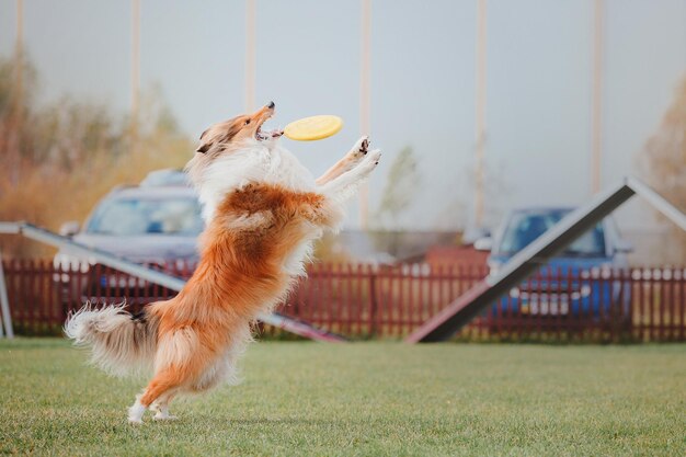 Dog frisbee Dog catching flying disk in jump pet playing outdoors in a park Sporting event achie