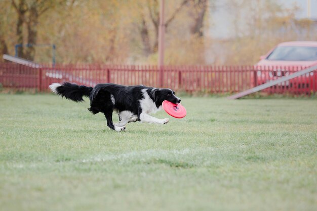 犬のフリスビー公園で野外で遊ぶジャンプペットでフライングディスクを捕まえるスポーツイベントアチー