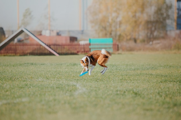 Dog frisbee Dog catching flying disk in jump pet playing outdoors in a park Sporting event achie