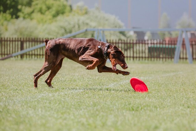 Dog frisbee Dog catching flying disk in jump pet playing outdoors in a park Sporting event achie