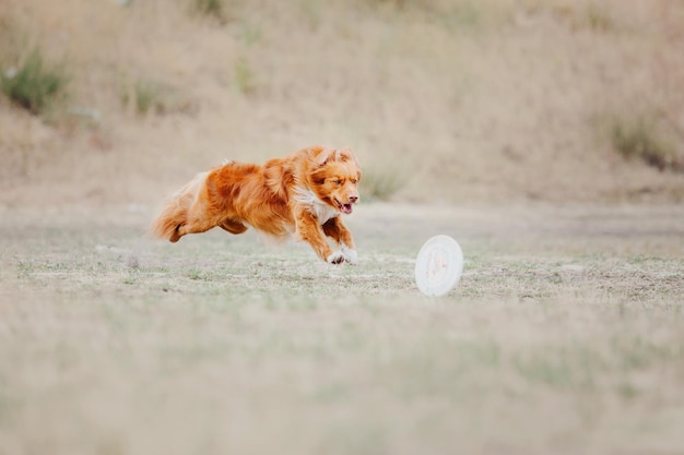 Dog frisbee Dog catching flying disk in jump pet playing outdoors in a park Sporting event achie