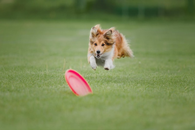 Dog frisbee. dog catching flying disk in jump, pet playing outdoors in a park. sporting event, achie