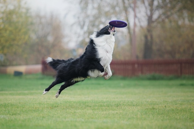 Photo dog frisbee. dog catching flying disk in jump, pet playing outdoors in a park. sporting event, achie