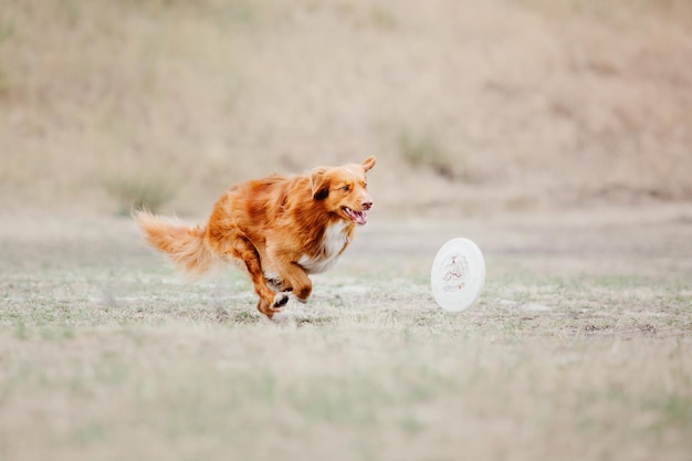 Dog frisbee. dog catching flying disk in jump, pet playing\
outdoors in a park. sporting event, achie