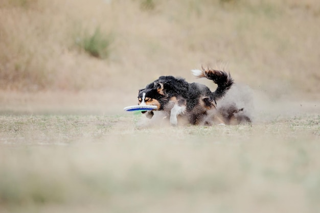 Dog frisbee. Dog catching flying disk in jump, pet playing outdoors in a park. Sporting event, achie