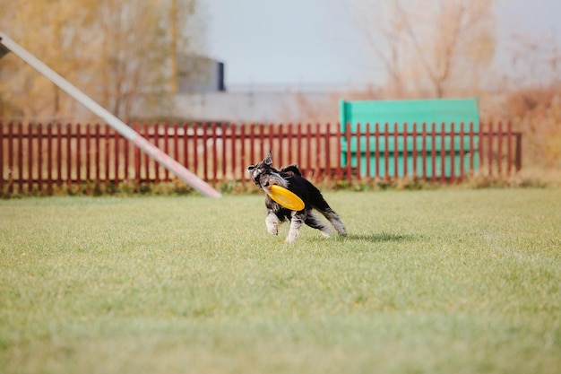 Dog frisbee. dog catching flying disk in jump, pet playing\
outdoors in a park. sporting event, achie