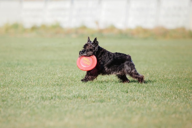 犬のフリスビー。ジャンプでフライング ディスクをキャッチする犬、公園で屋外で遊ぶペット。運動会・あちえ