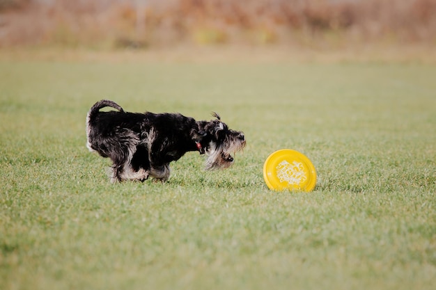 Dog frisbee. Dog catching flying disk in jump, pet playing outdoors in a park. Sporting event, achie
