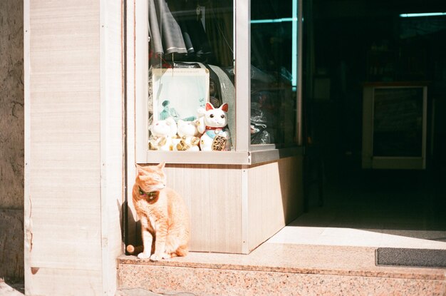 Foto cane davanti alla porta