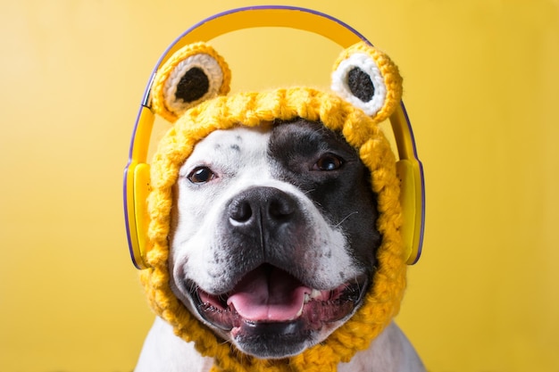 A dog in a funny frog hat Fashionable funny animal