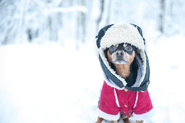 面白い帽子と羊皮のコートを着た犬冬のテーマ冷たい犬の服クリスマス新年犬の年冬の服の犬のテキスト用スペース