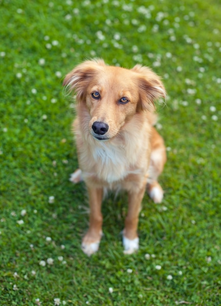 Dog in the garden