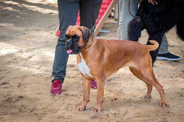 ドッグショーに登場したドイツのボクサー種の犬