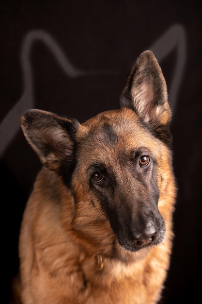 Dog german shepherd portrait deutscher Schaferhund dark background pets conceppt