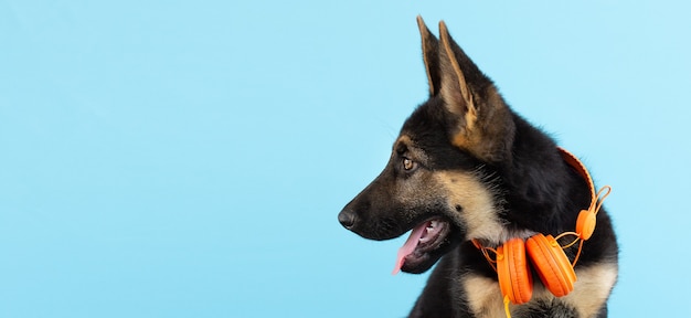 Dog german shepherd puppy in headphones, light blue isolated background. The concept of pets listen to music banner copy space