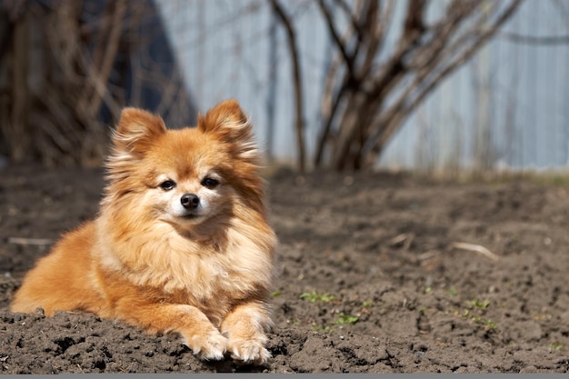 ジャーマンスピッツ種の犬は地面に堂々と横たわっています