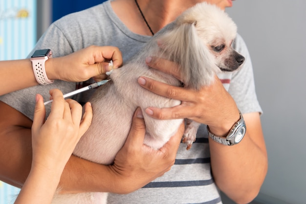 Foto il cane viene vaccinato dal medico veterinario