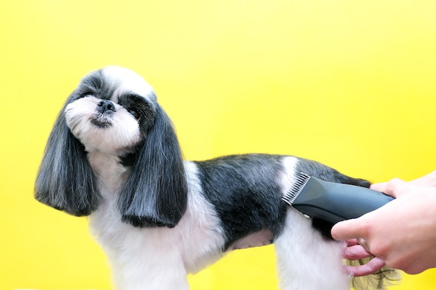 애완견은 Pet Spa Grooming Salon에서 머리를 잘랐습니다. 강아지의 근접 촬영입니다. 트리머로 개를 자르십시오. 그루머 개념입니다.