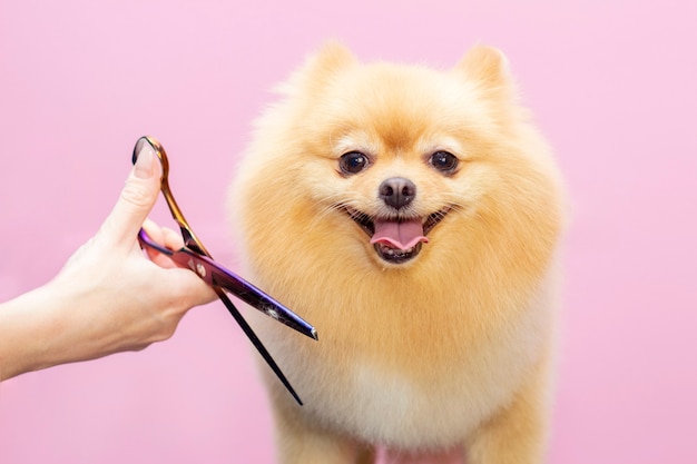 照片的狗在宠物spa美容沙龙剪头发。
