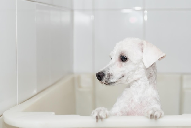 A dog getting a bath in a bathtub