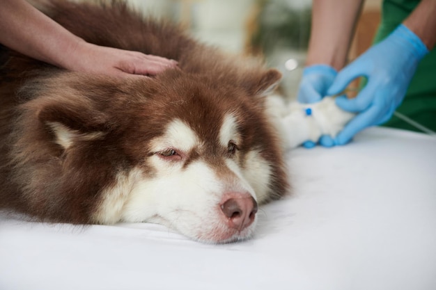 クリニックで点滴を受ける犬