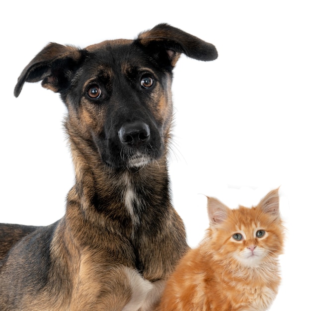 Dog and ginger kitten together against white wall