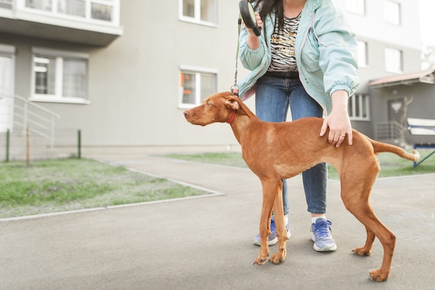 犬と女の子が街を歩き回っています。