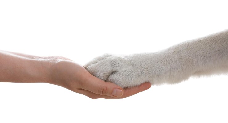 Photo dog giving paw to woman on white background closeup
