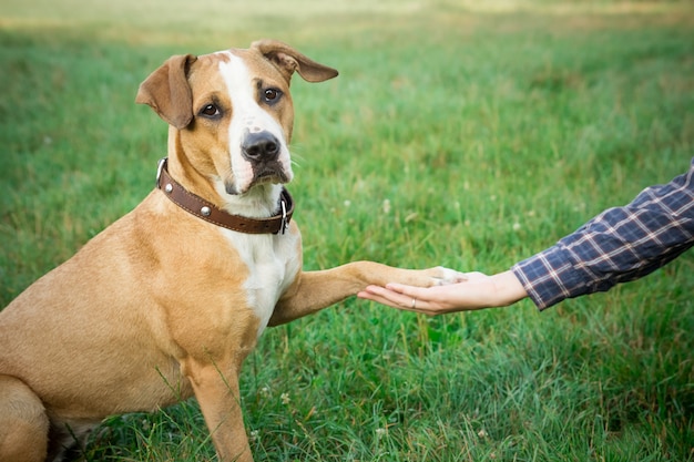 Dog giving paw