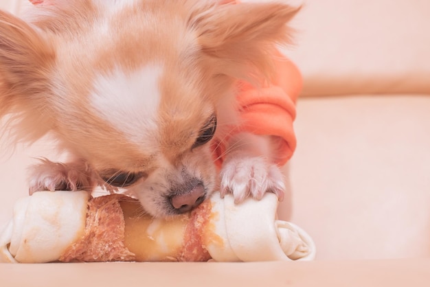 The dog gnaws a bone Chihuahua eats on a beige sofa