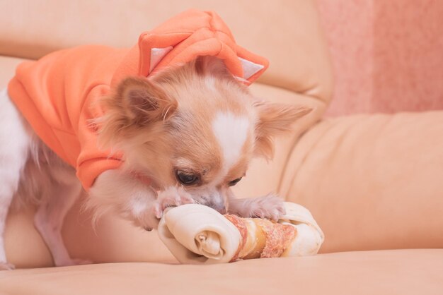 The dog gnaws a bone Chihuahua eats on a beige sofa