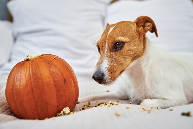 Dog gnaws orange pumpkin indoors