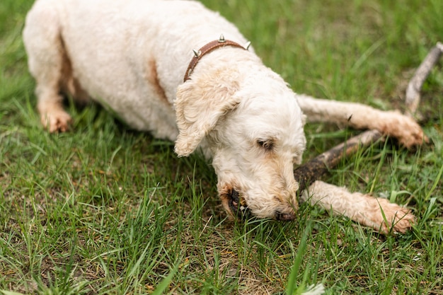 犬は緑の草の上で棒をかじります。大きなロイヤルプードル。