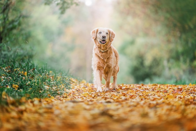 Dog golden retriever on autumn leaves in park