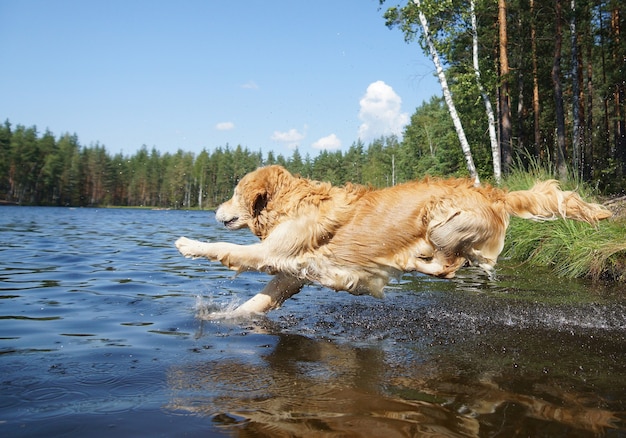 Dog golden retriever duikt hard in de oever van het bosmeer, even voordat hij in water wordt ondergedompeld