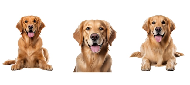 dog golden retriever illustration cute puppy domestic labrador happy beautiful dog golden retriever