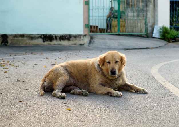 Photo dog golden retriever mangy scabby lying lonely