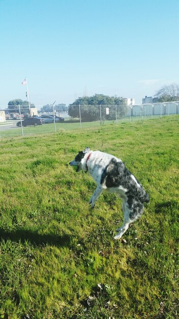 Dog on grass against clear sky