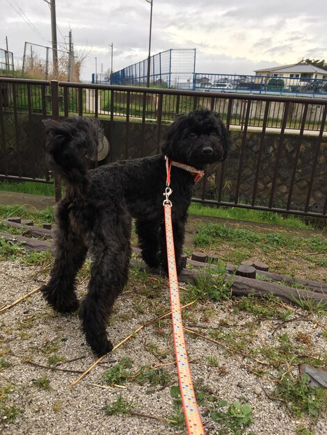 Foto cane sull'erba contro il cielo