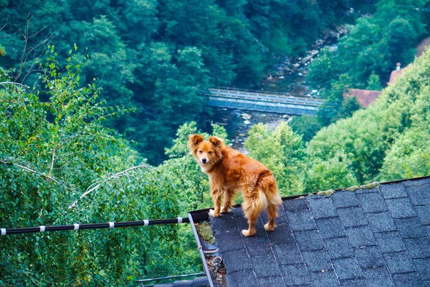 Photo dog on grass against trees